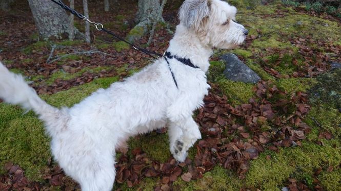 Hovedbillede ALAC - Antidragsele Svart med Snabbspänne