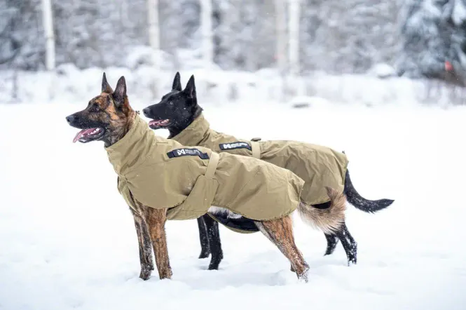 Hovedbillede Non-stop Dogwear Glacier Dog Jacket WD – ...