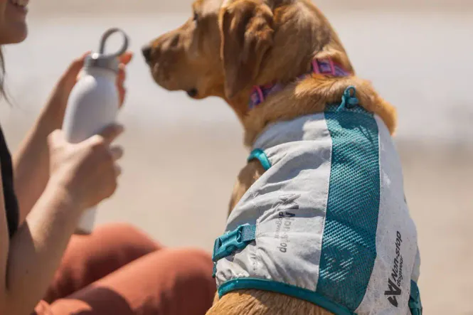 Hovedbillede Non-stop Dogwear Cooling Vest – Kylväst för ...