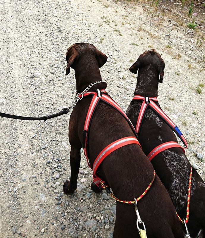 Dragråttan Multisport Dragsele för Hund
