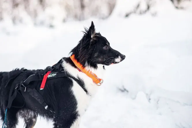 Huvudbild Non-stop Safe collar